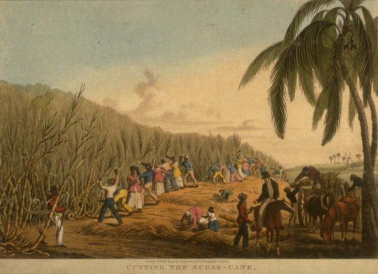 Sugar Cane Harvest, Antigua, West Indies 1823, 1826
