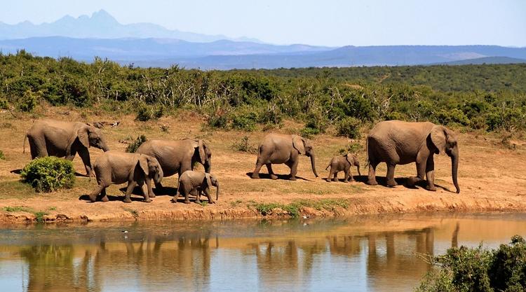 Image of an Elephant