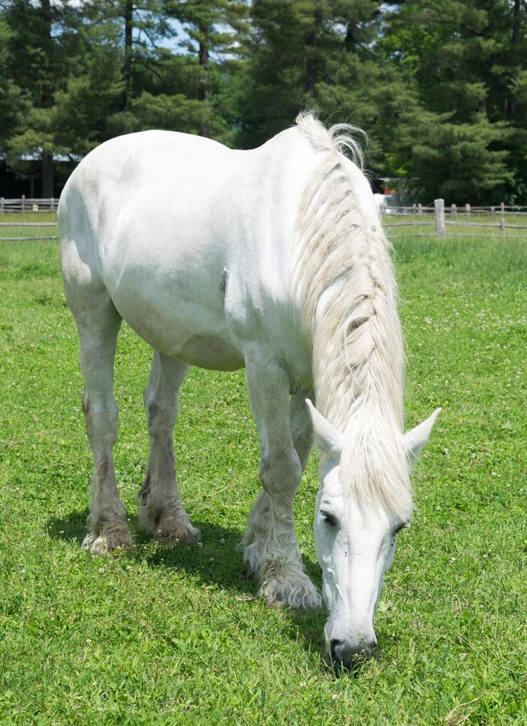 White Horse