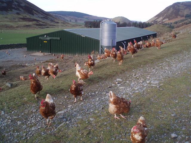 Free Range Hens